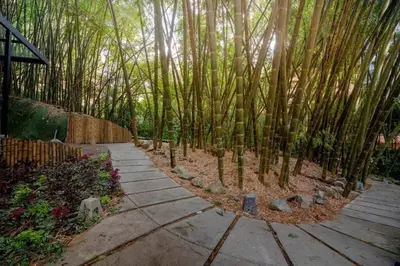 a path in the middle of a bamboo forest at El Tesoro Medellín Hab310 by Letoh in Medellín