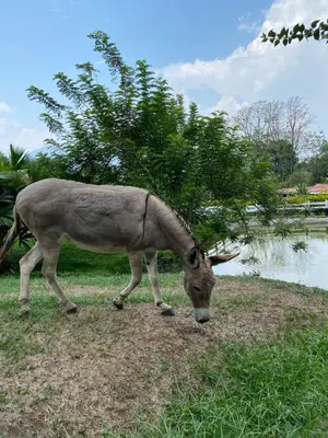 a donkey grazing on grass next to a body of water at Eco Hotel La Italia- Hotel Venecia, Antioquia in Venecia