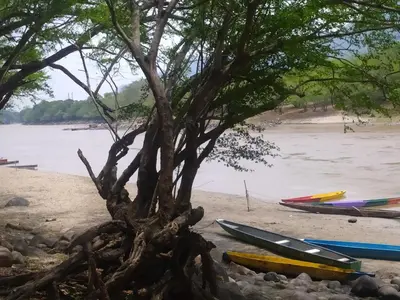 a tree on the beach next to some boats at Casa Rio y Montaña in Honda