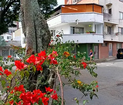 a group of red flowers in front of a tree at Acogedor Loft con Balcones para 2H Belén Rosales apt 201 in Medellín