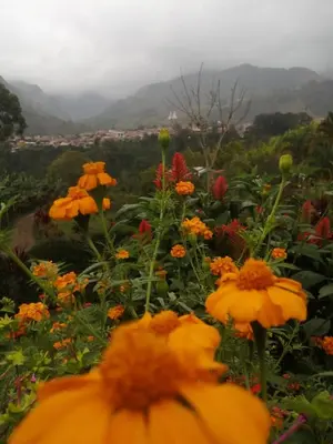 a field of flowers with mountains in the background at Cabañas Lucerito Colibrí in Jardin