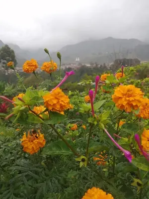 a field of orange and yellow flowers with mountains in the background at Cabañas Lucerito Turpial in Jardin