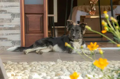 a dog laying on the floor in front of a door at Loft para grupos parqueadero gratis LIRIO in Jardin