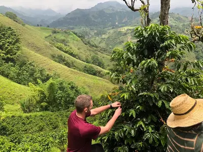 a man is picking berries from a tree at Coffee Tour, Colombia Aranzazu Caldas- Andean Motmot coffee in Aranzazu