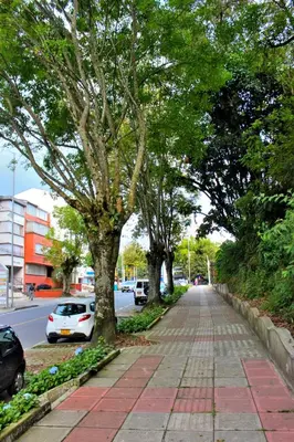 a sidewalk with trees and cars on a street at Aquí Tu Apartamento Tranquilo in Manizales