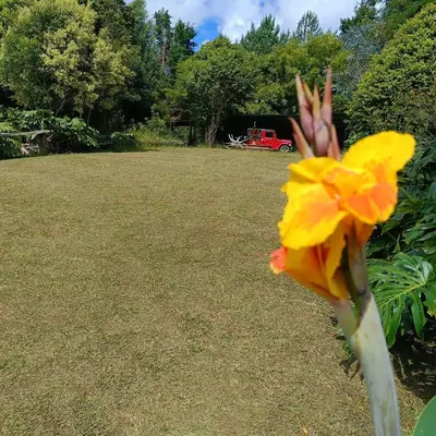 a yellow flower in the middle of a yard at HOSTAL - COLIVING - Cerca MetroCable ARVI in Guarne