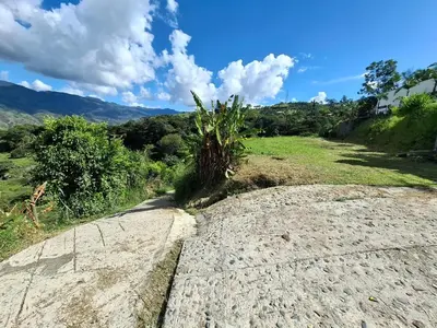a palm tree on the side of a road at Cabaña sol wifi jacuzzi charcos parking in Barbosa