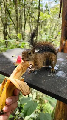 a squirrel sitting on a table eating a banana at Cabaña en Medio del Bosque con Jacuzzi - Santa Elena in Santa Elena